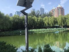 -团结湖公园