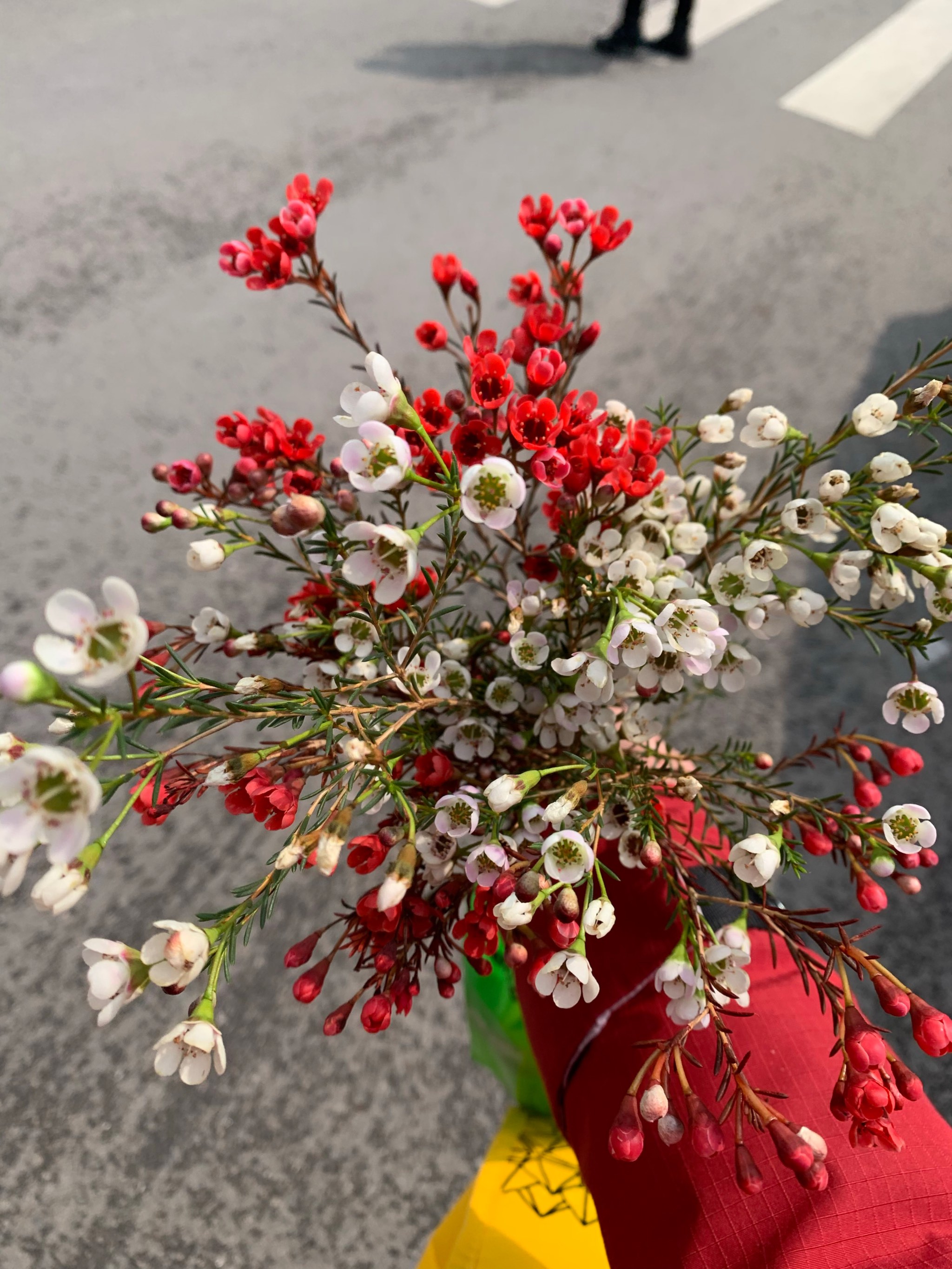 蜡花的寓意图片