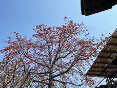 -喜洲吧·江畔老船厂·庭院餐厅(喜临院店)