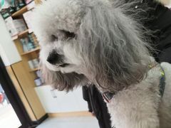 -瑞派长江宠物医院·猫科·外科·24小时夜护(谊城公寓分院)