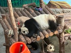 -青藏高原野生动物园