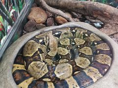 -广州长隆飞鸟乐园