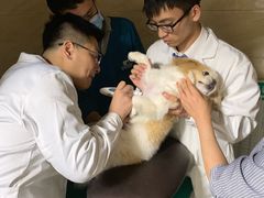 -安安宠医·安宠宠物医院