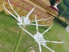-西双版纳总佛寺