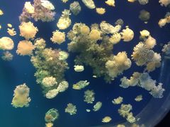 -海合安武汉极地海洋公园