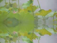 -荷塘月色湿地公园·向阳花洲