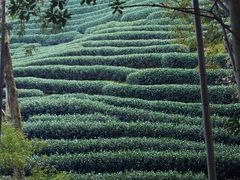 -龙坞茶村