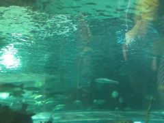 -北戴河圣蓝海洋公园