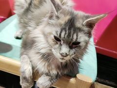 -猫色咖啡·猫咖