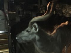 -清迈夜间动物园