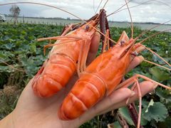 -七的湖·晚芳亭·阳澄湖农家菜·大闸蟹(莲花岛店)