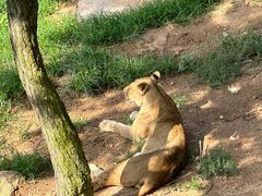 -西霞口神雕山野生动物世界