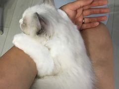 -喵的天空名猫咖啡馆·撸猫·猫舍·用品