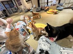 -逗柴咖啡屋·狗咖猫咖宠物桌游