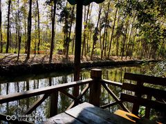 -合肥滨湖国家森林公园