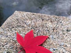 -秋霞圃