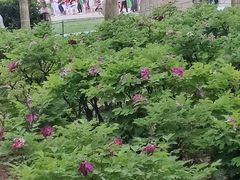-洛阳市隋唐城遗址植物园