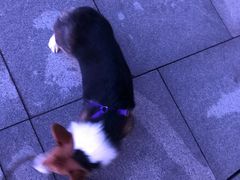 -重庆市江北嘴中央商务区中央公园