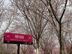 -古柏渡丰乐樱花园