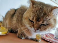 -猫在这儿猫咪咖啡馆·撸猫馆