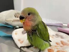 -汪喵宠物医院·骨科心脏影像·犬猫急重症ICU诊疗中心(成华分院)