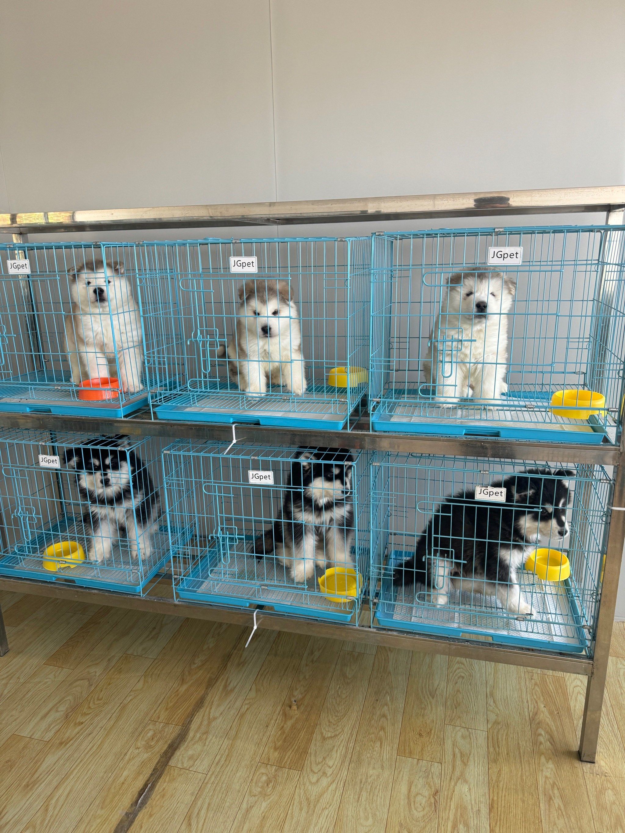 东莞大型宠物基地#东莞本地狗场#东莞犬舍