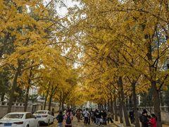 -三里屯东五街银杏大道