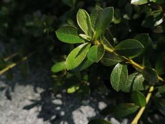 -成都市活水公园