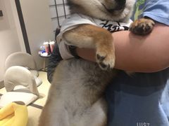 -逗柴咖啡屋·狗咖猫咖宠物桌游