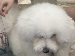 -博特宠物医院24h犬猫全科.骨科·异宠