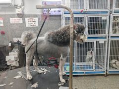 -宠物家(双井店)