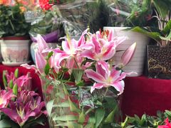 -秦美花卉(天朗·莱茵小城2期店)