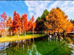 -贡湖湾湿地公园