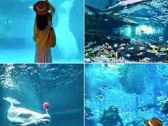 -海合安武汉极地海洋公园