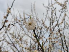 -南京古林公园