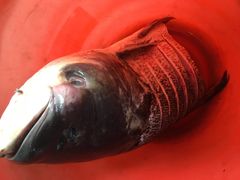 -水库活鱼馆(于桥水库店)