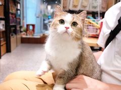 -momokira米努特·德文卷毛猫·棉花面纱犬