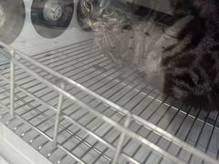 -北京观赏动物医院·24小时大型综合·猫专科·异宠专科