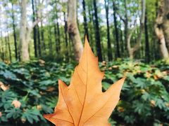 -上海共青森林公园