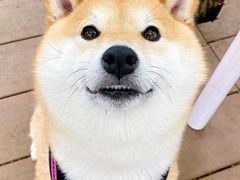 -萌宠之家·腊肠犬·马尔泰·小体犬舍