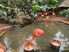 -海南热带野生动植物园