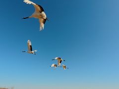 -盐城丹顶鹤湿地生态旅游区