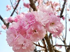 -天适樱花悠乐园