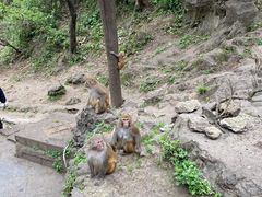 -黔灵山公园