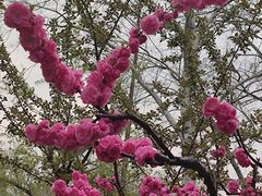 -元大都城垣遗址公园