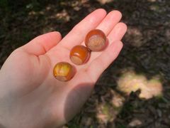 -蜀冈西峰生态公园