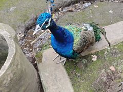 -哈尔滨北方森林动物园