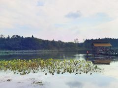 -溱湖国家湿地公园