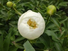 -长春公园(普阳街道)