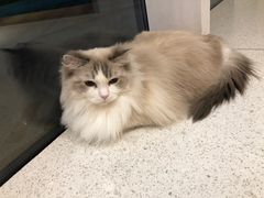 -飞行喵MR PILOT|猫舍·猫咖(静安大融城店)